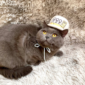 Jotaro Kujo - Diamond is Unbreakable (Hat Only)